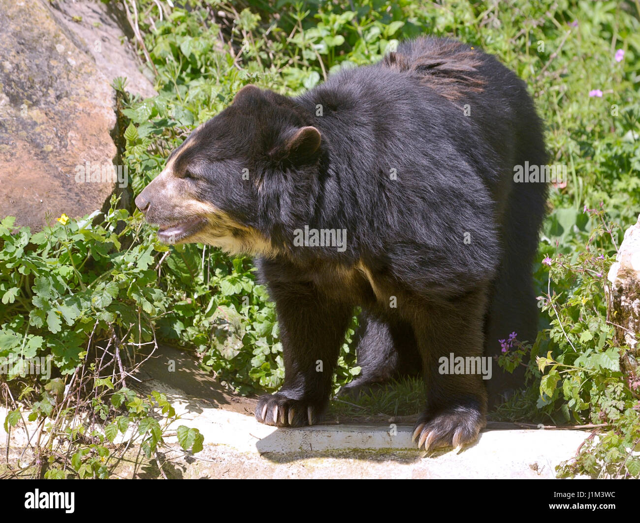 Oso Andino (Tremarctos ornatus) en pie entre la vegetación y las rocas
