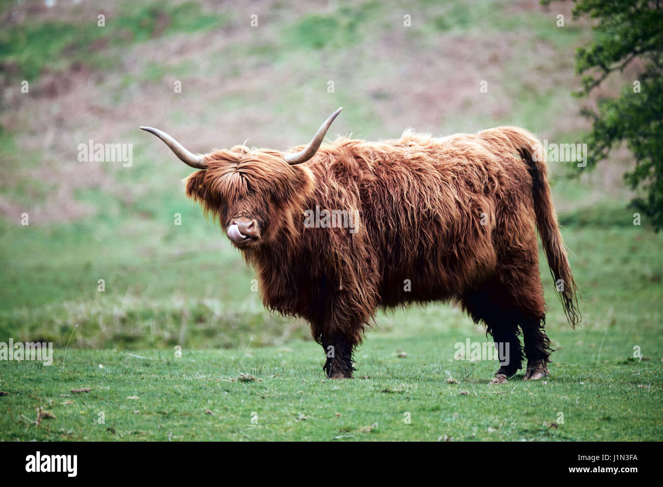 Highland Vaca, en la parte superior de heno bluff, Brecon Beacons Foto de stock