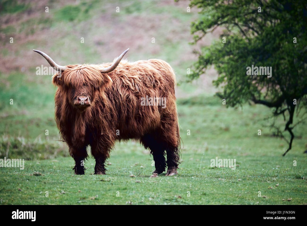 Highland Vaca, en la parte superior de heno bluff, Brecon Beacons Foto de stock