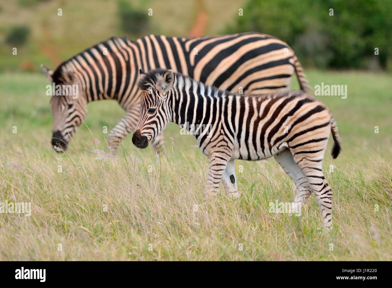 Cebras de Burchell (Equus quagga burchellii), foal caminando sobre hierba, Parque Nacional Addo, Eastern Cape, Sudáfrica, África Foto de stock