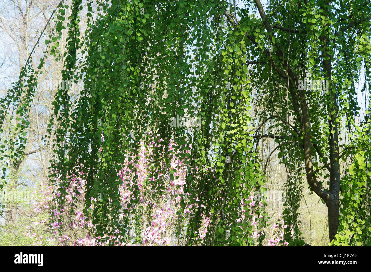Cercidiphyllum japonicum f. péndulo. Árbol de Katsura pendulante en  primavera Fotografía de stock - Alamy