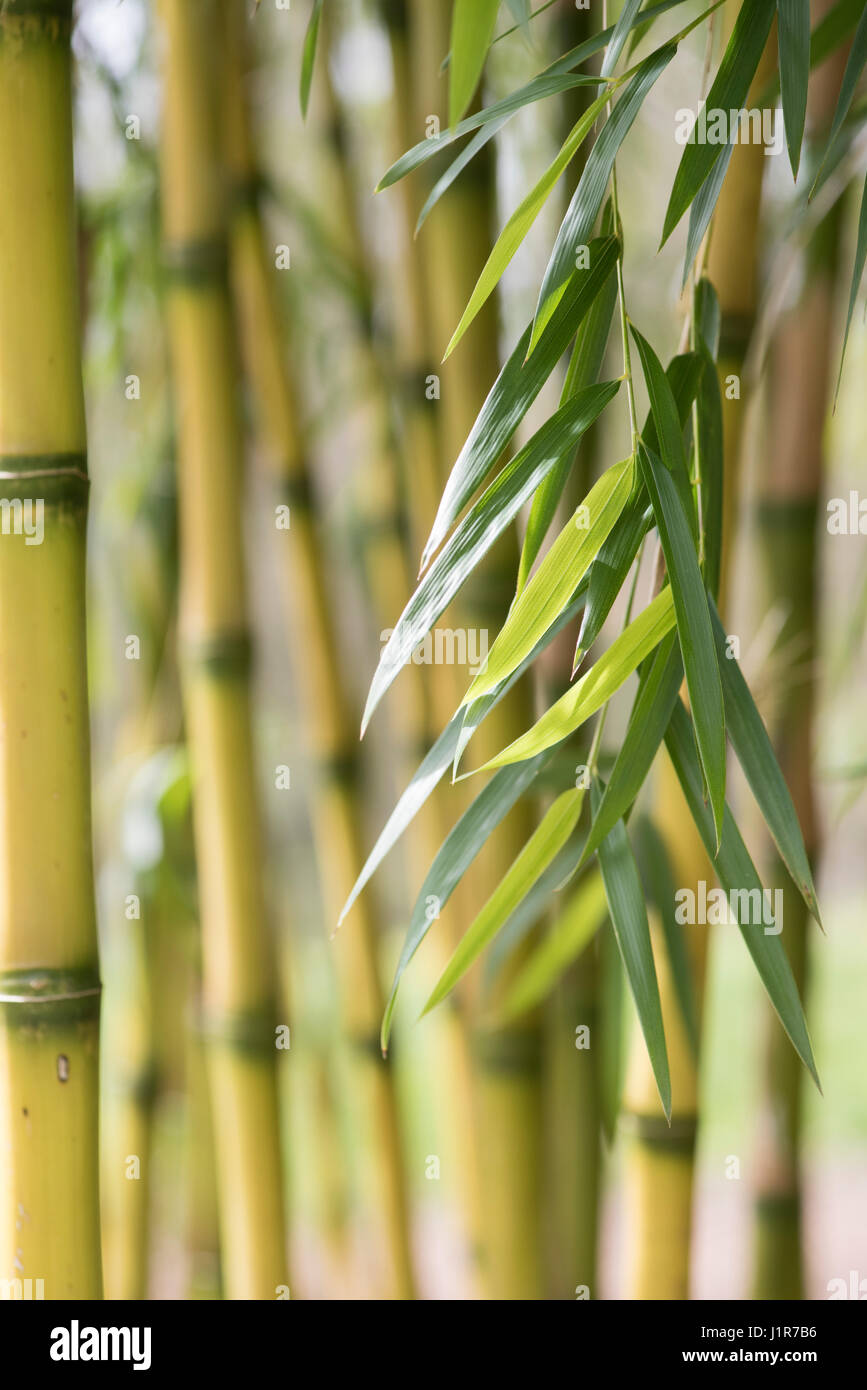 Chusquea gigantea bambú. Chusquea breviglumis. Hojas y cañas de bambú en el sol de primavera. UK Foto de stock