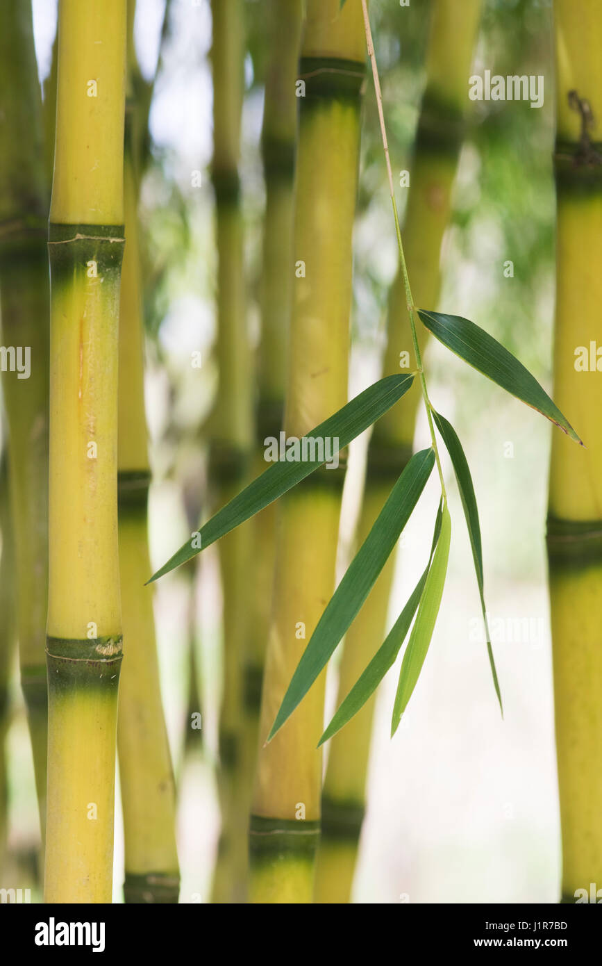 Chusquea gigantea bambú. Chusquea breviglumis. Hojas y cañas de bambú en el sol de primavera. UK Foto de stock