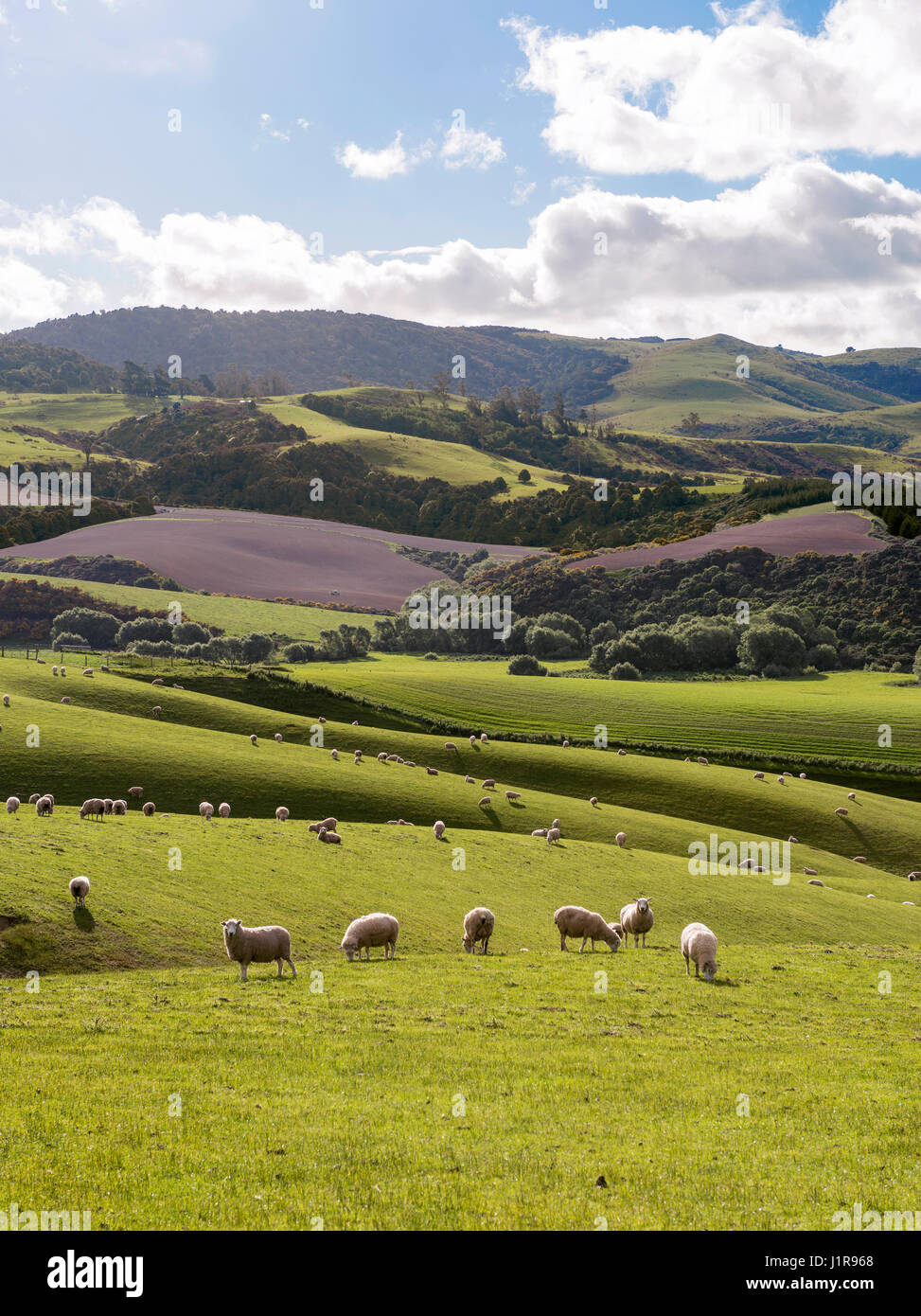 Ovejas ovejas pastando en un prado, paisaje de colinas, la Región de Otago, Southland, Nueva Zelanda Foto de stock