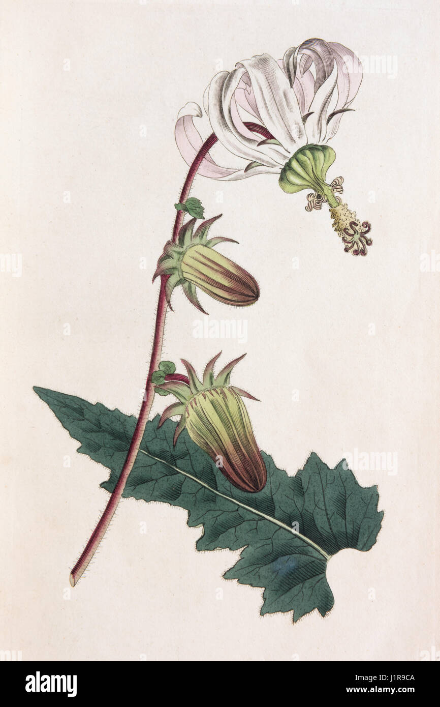 Rough-hojas (Michauxia campanuloides michauxia), mano de color grabado en cobre de Sansom de William Curtis Botanical Foto de stock
