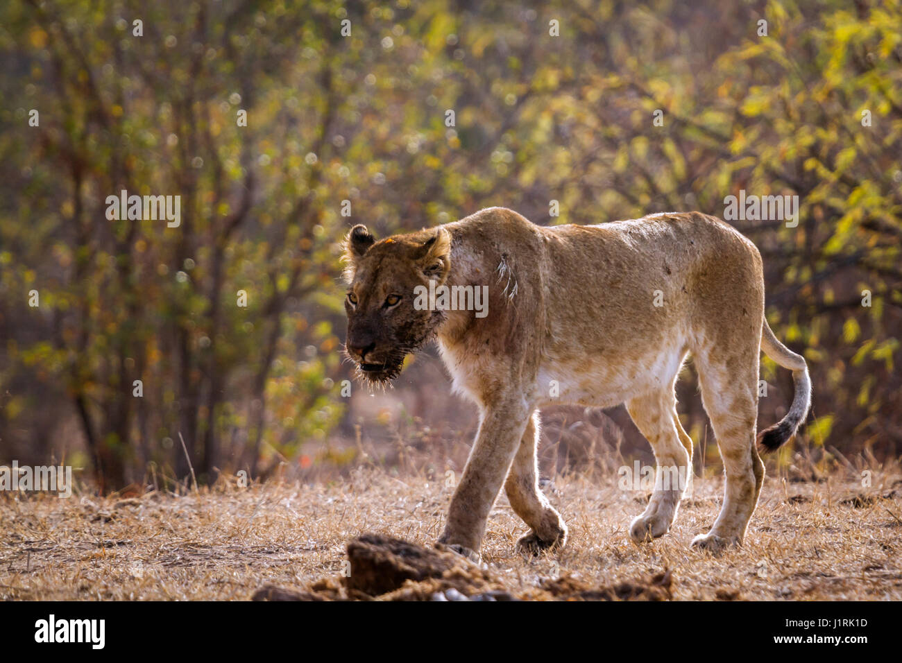 León Africano en el Parque Nacional Kruger, Sudáfrica ; especie Panthera leo de la familia Felidae. Foto de stock