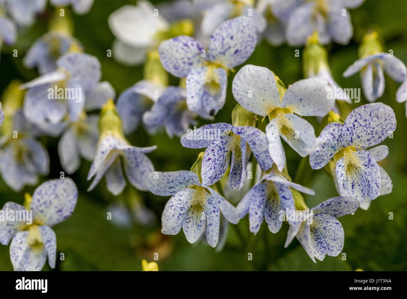 Viola sororia 'Freckles' BLOOM Foto de stock