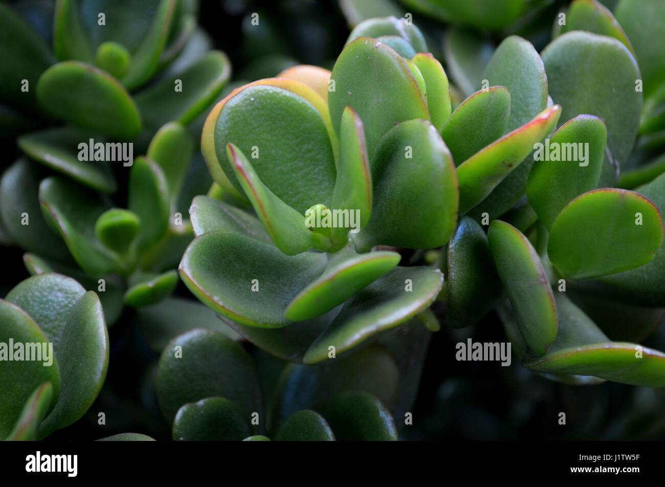 Cerca de la suculenta planta verde jade lucky Foto de stock