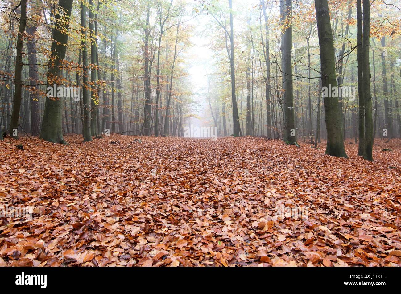 Paisaje de bosque de hoja ancha fotografías e imágenes de alta