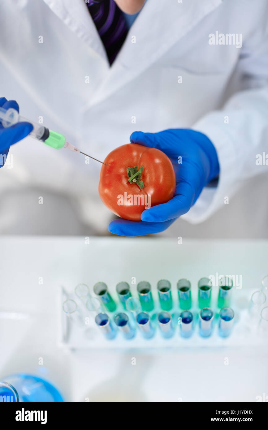 Scientist inyectando químicos en un tomate para prueba de laboratorio Foto de stock
