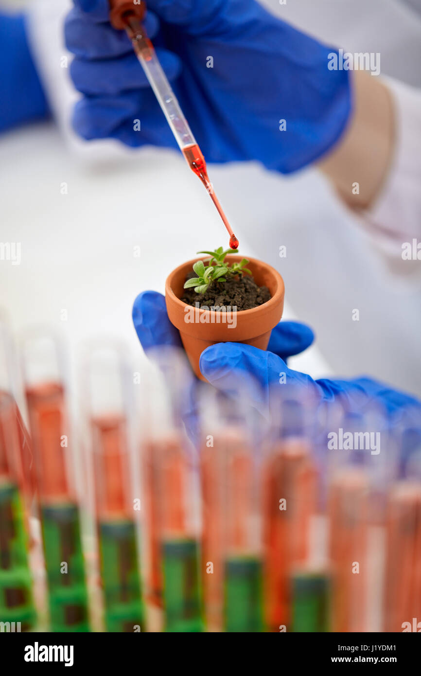 Modificación genética de plantas OGM en el laboratorio. Foto de stock