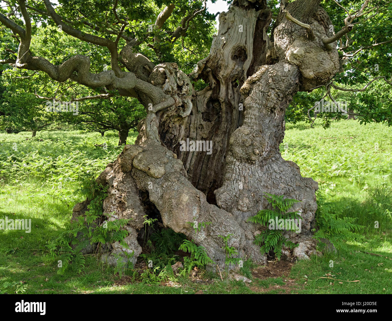 Tronco de árbol viejo hueco con nuevo árbol que crece de él Fotografía de  stock - Alamy
