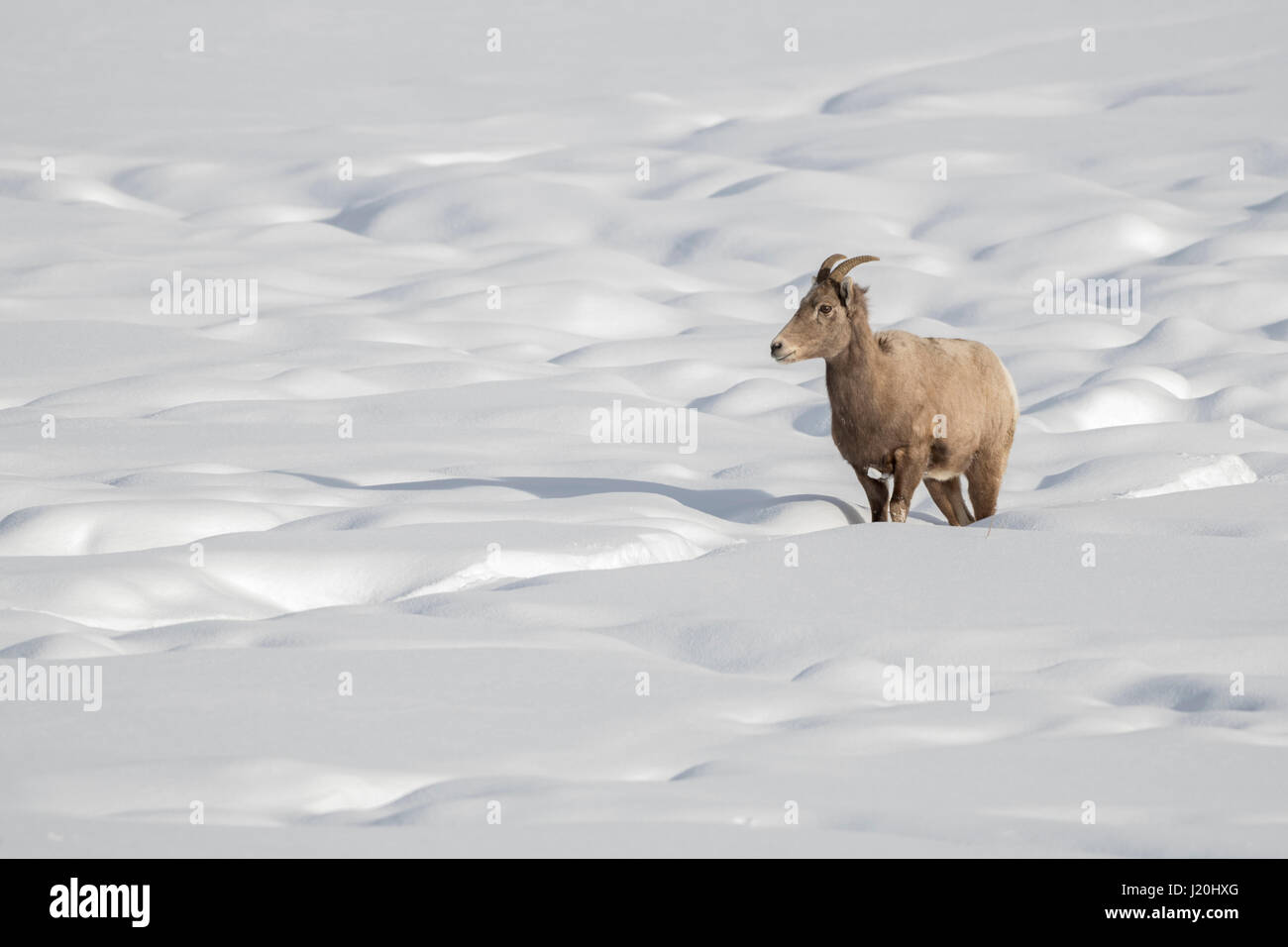 / Dickhornschaf borrego cimarrón (Ovis canadensis ), hembra en invierno, en terrenos cubiertos de nieve, siguiendo una pista, área de Yellowstone, Wyoming, Estados Unidos. Foto de stock