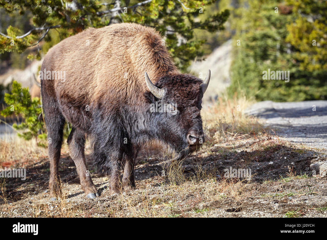 Joven estadounidense el bisonte (Bison bison) pastoreo en el Parque Nacional Yellowstone, Wyoming, Estados Unidos. Foto de stock