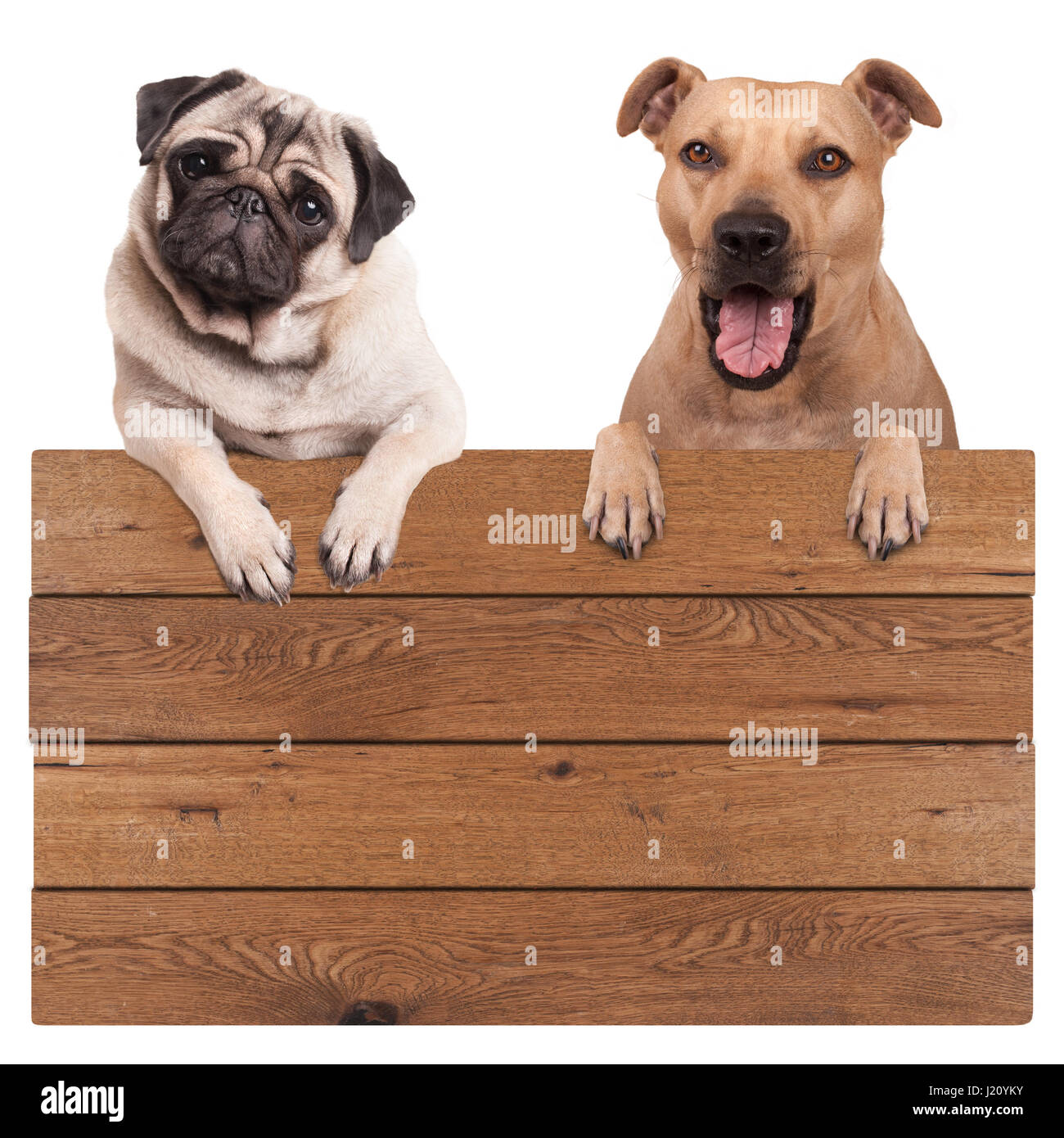 Bonitos perros, terrier y perro pug, colgantes con patas de madera en  blanco junta promocional firmar, aislado sobre fondo blanco Fotografía de  stock - Alamy