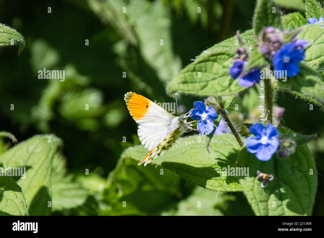 Punta anaranjada Butterfly - Anthocharis cardamines, recogiendo el néctar de las flores de un azul wildflower Foto de stock