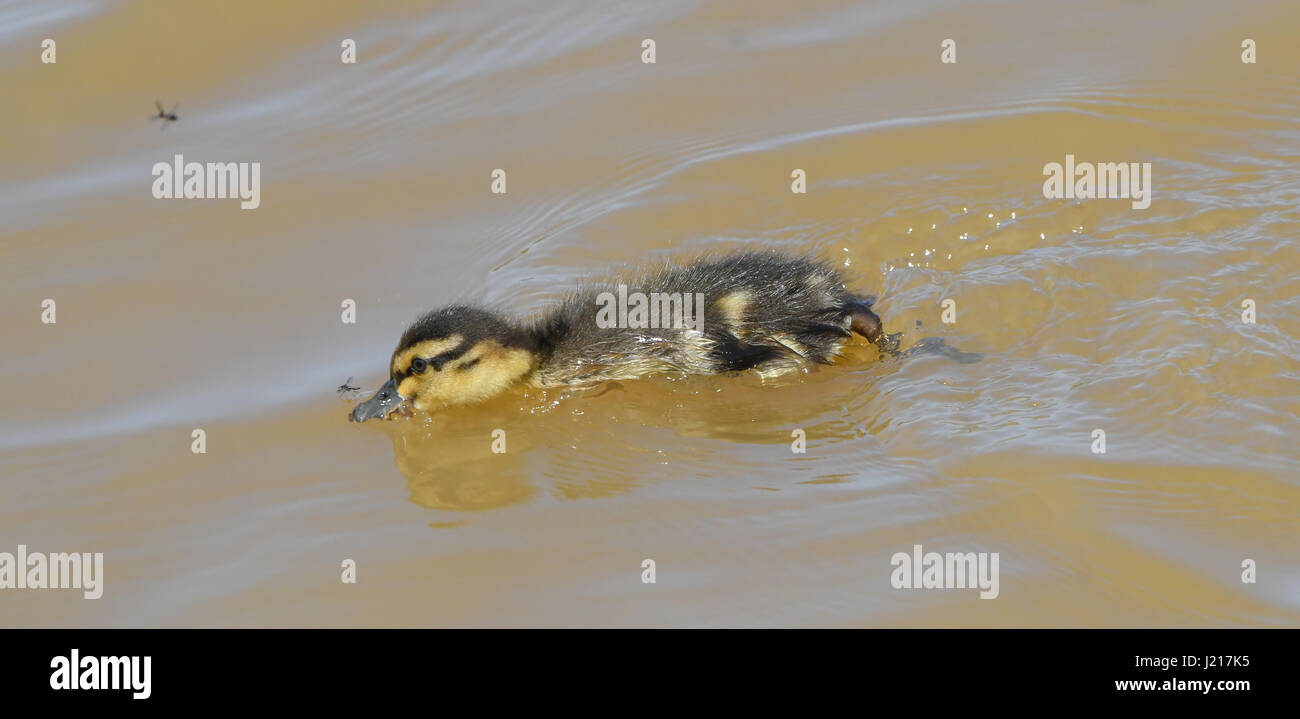 Pollo el ánade real (Anas platyrhynchos) caza un mosquito Fotografía de stock - Alamy Pollo el ánade real (Anas platyrhynchos) caza un mosquito Fotografía de stock - Alamy