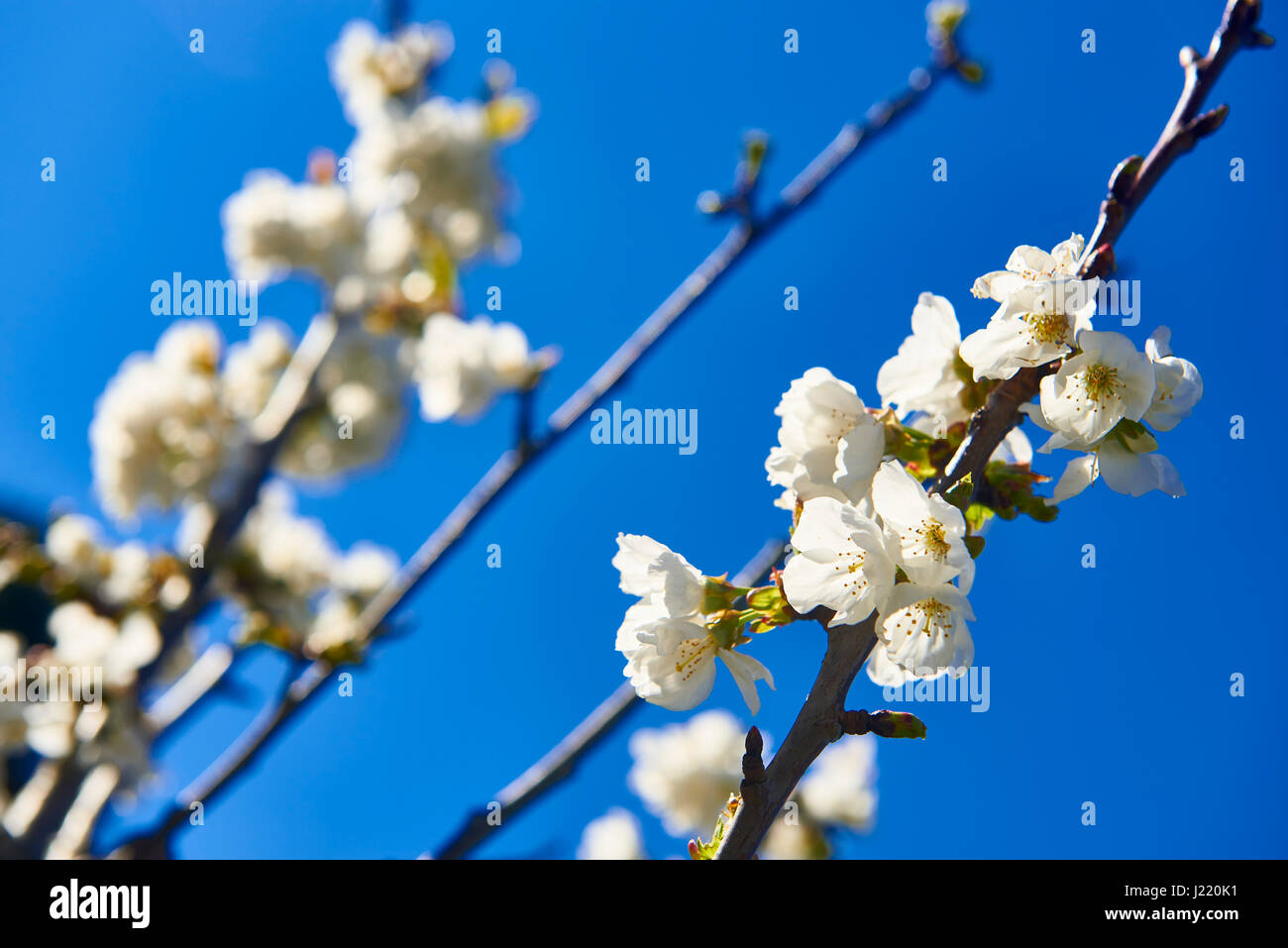 Estigma de la flor del cerezo fotografías e imágenes de alta resolución -  Alamy
