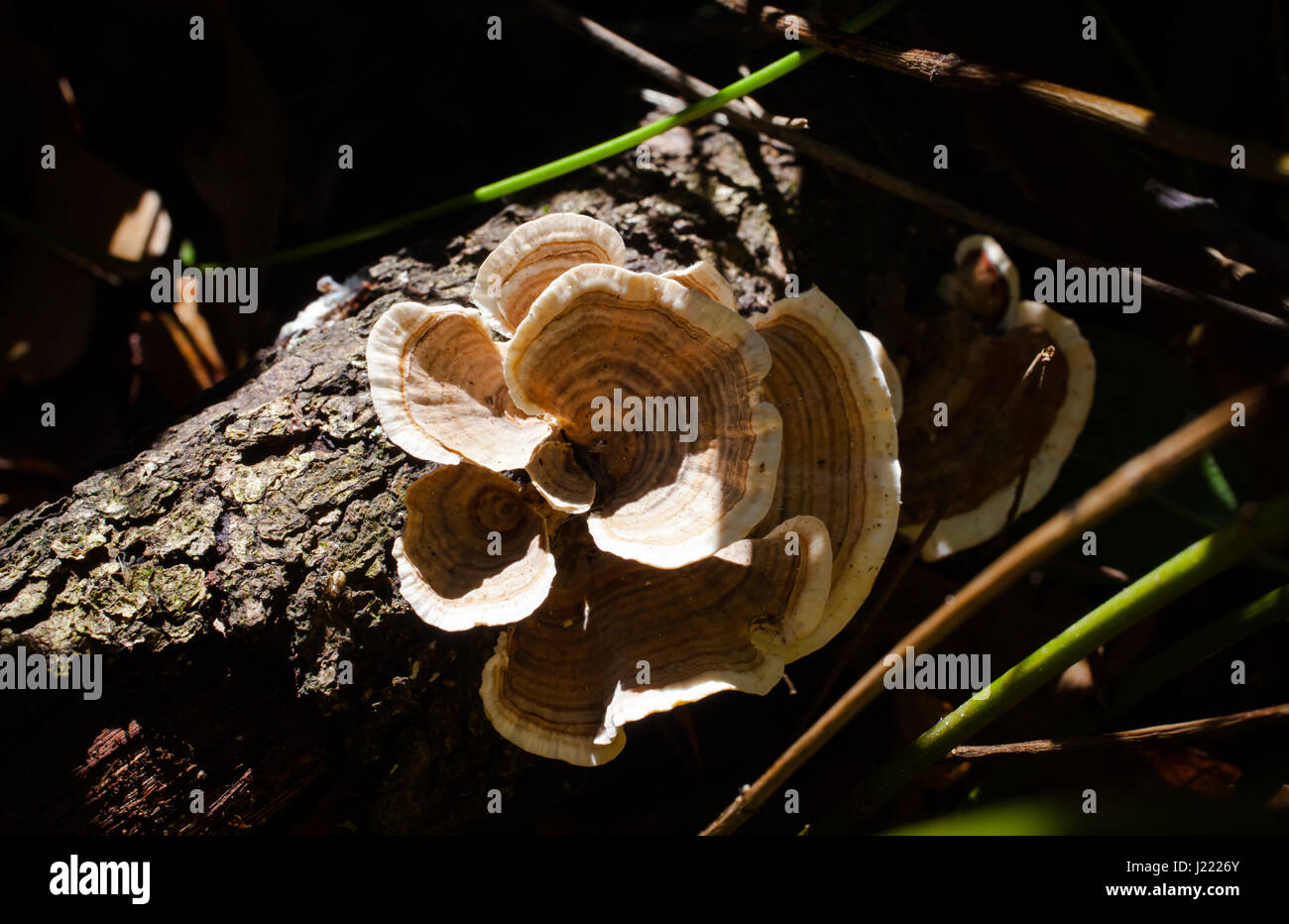 Turkey-Tail (Trametes versicolor): la reputación de tener propiedades antitumorales. Foto de stock