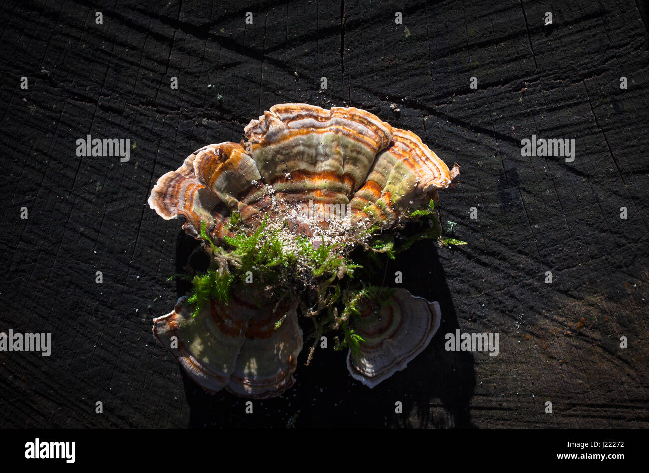 Turkey-Tail (Trametes versicolor): la reputación de tener propiedades antitumorales. Foto de stock