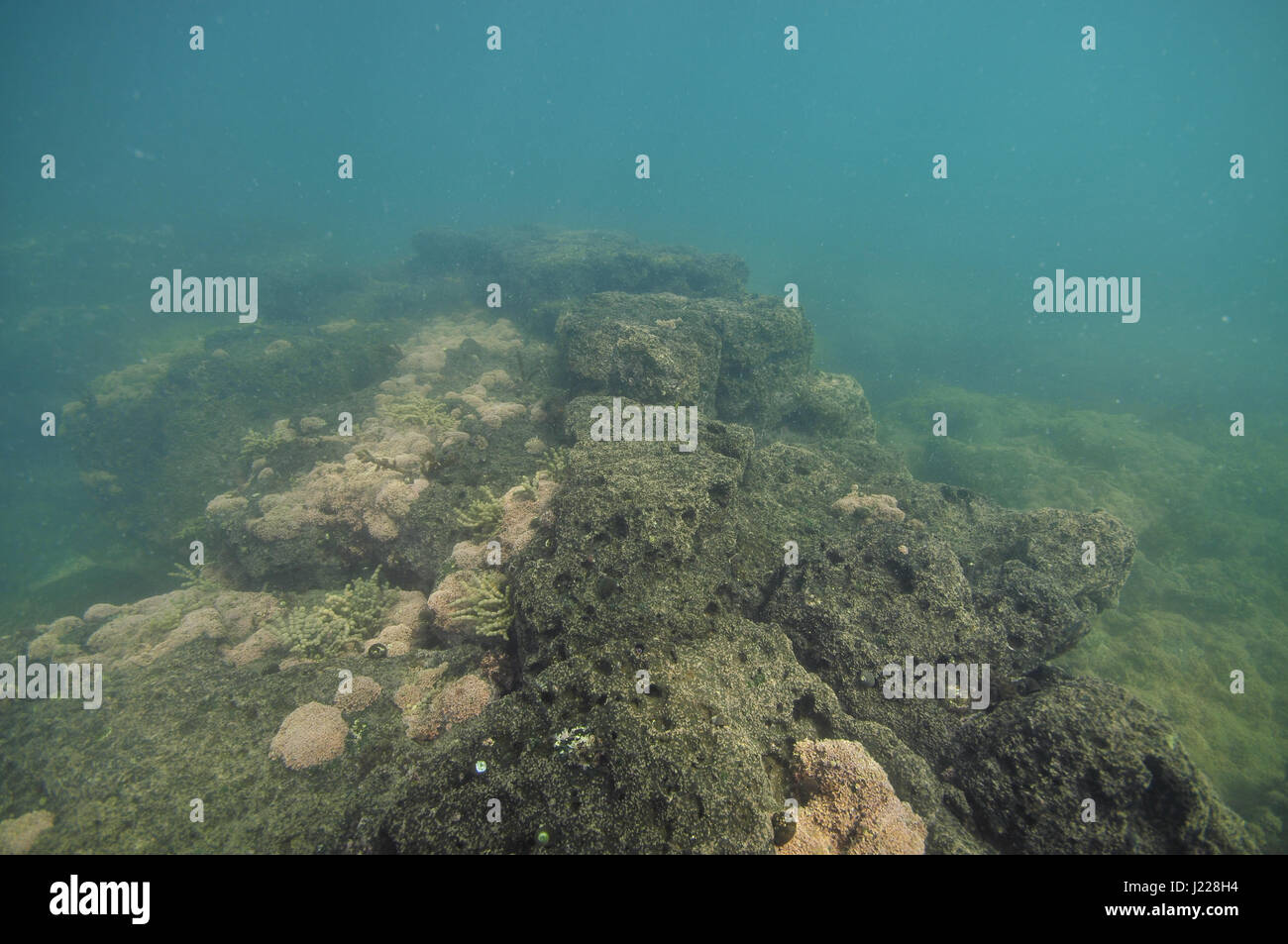 Las mareas de la plataforma rocosa cubiertos con percebes y short algas marinas en aguas turbias. Foto de stock