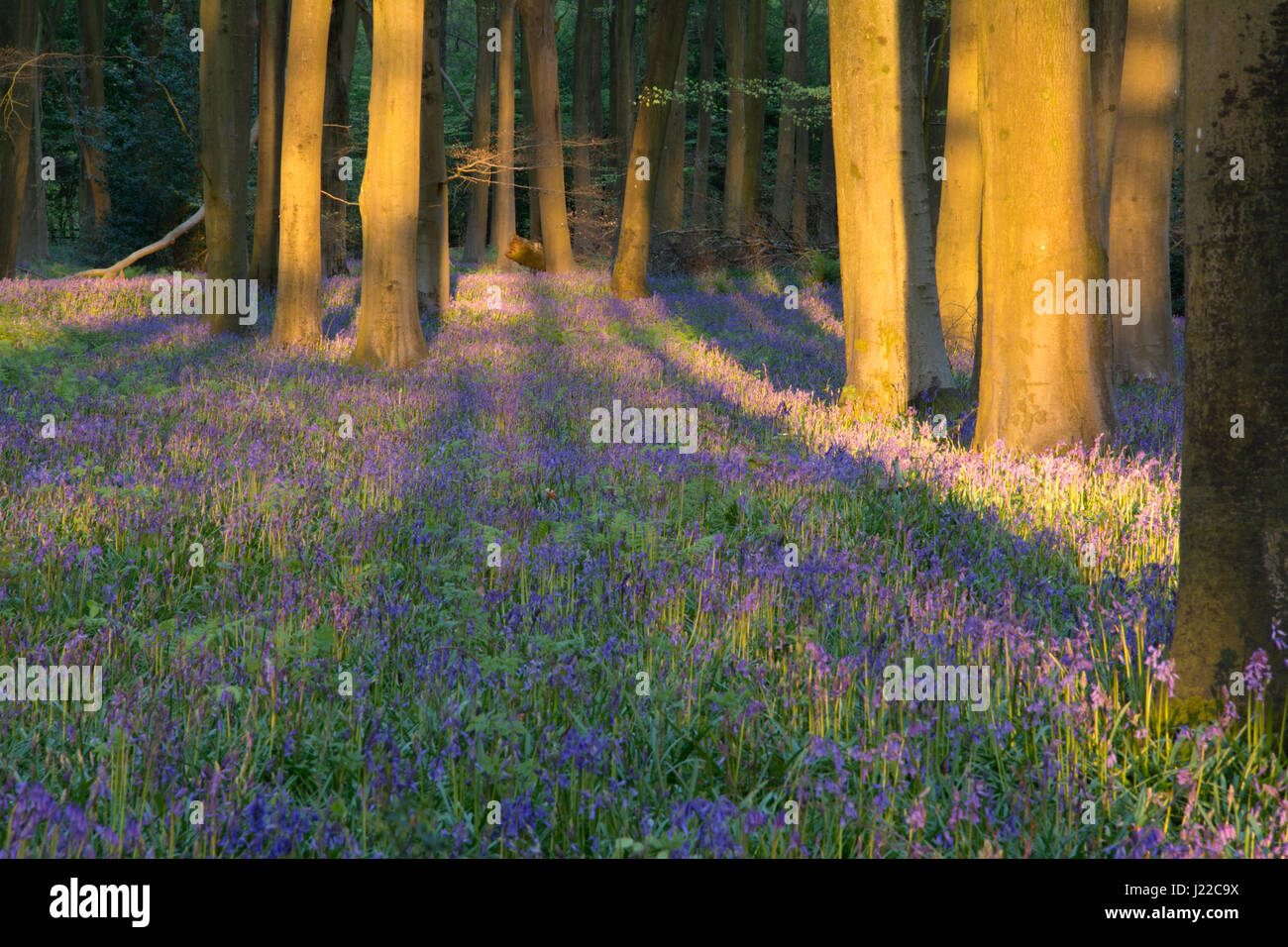 Bluebell wood en luz cálida noche Foto de stock