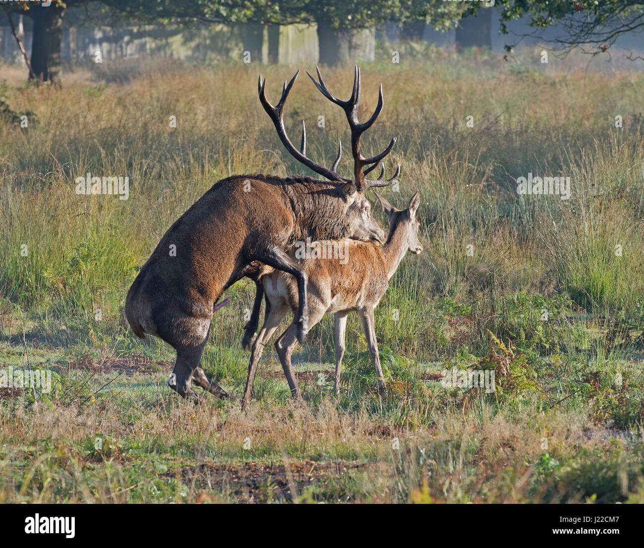 Montaje de ciervo rojo Stag en un ciervo doe. Foto de stock