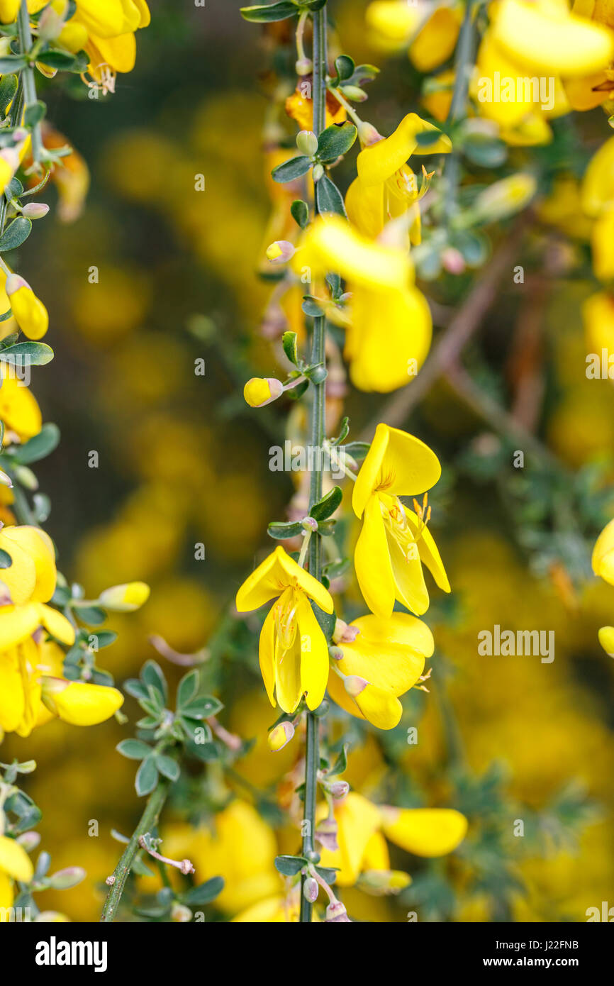 Arbusto de escoba fotografías e imágenes de alta resolución - Alamy