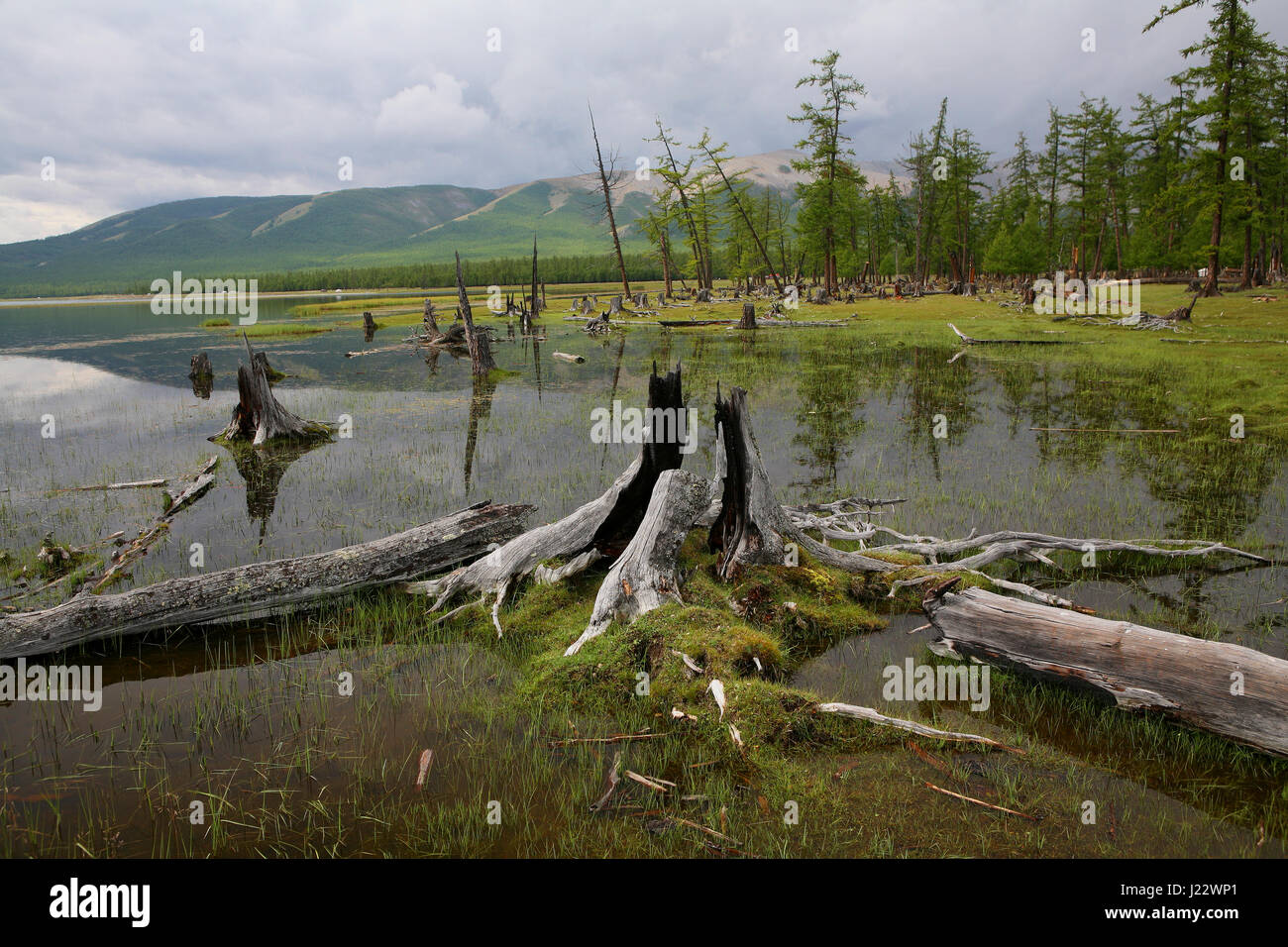 Driftwood en la orilla del lago, el lago Khovsgol, Sayan Khovsgol Nuur, Montañas, Lago Khovsgol National Park, Mongolia Foto de stock