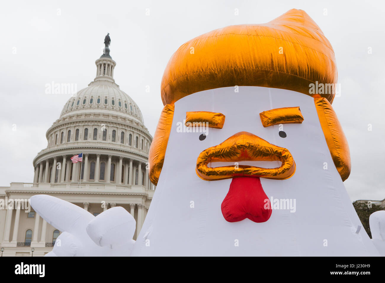 Trump pollo en la manifestación de protesta - Washington, DC, EE.UU. Foto de stock