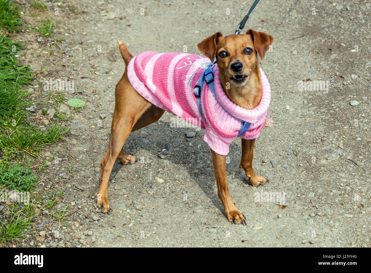 Enojado un perro con una correa en un traje rosa Foto de stock