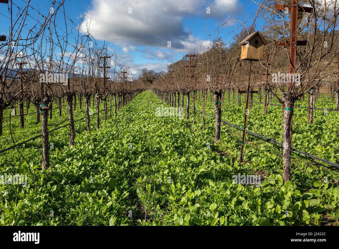 Las parras de uvas, viñedo, viñedo, west side, Silverado Trail, entre Skellenger Lane y Sage Canyon Road, Rutherford, Napa Valley, California. Foto de stock