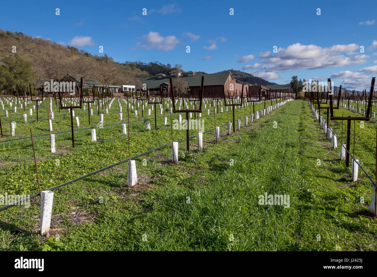 Las parras de uvas, viñedo, viñedo, west side, Silverado Trail, entre Skellenger Lane y Sage Canyon Road, Rutherford, Napa Valley, California. Foto de stock