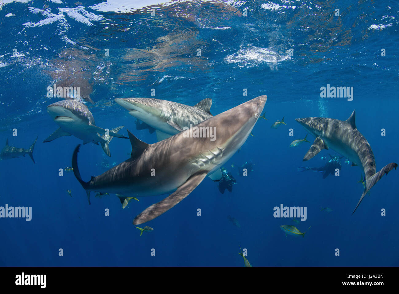 Los fotógrafos submarinos con tiburones sedosos. Foto de stock
