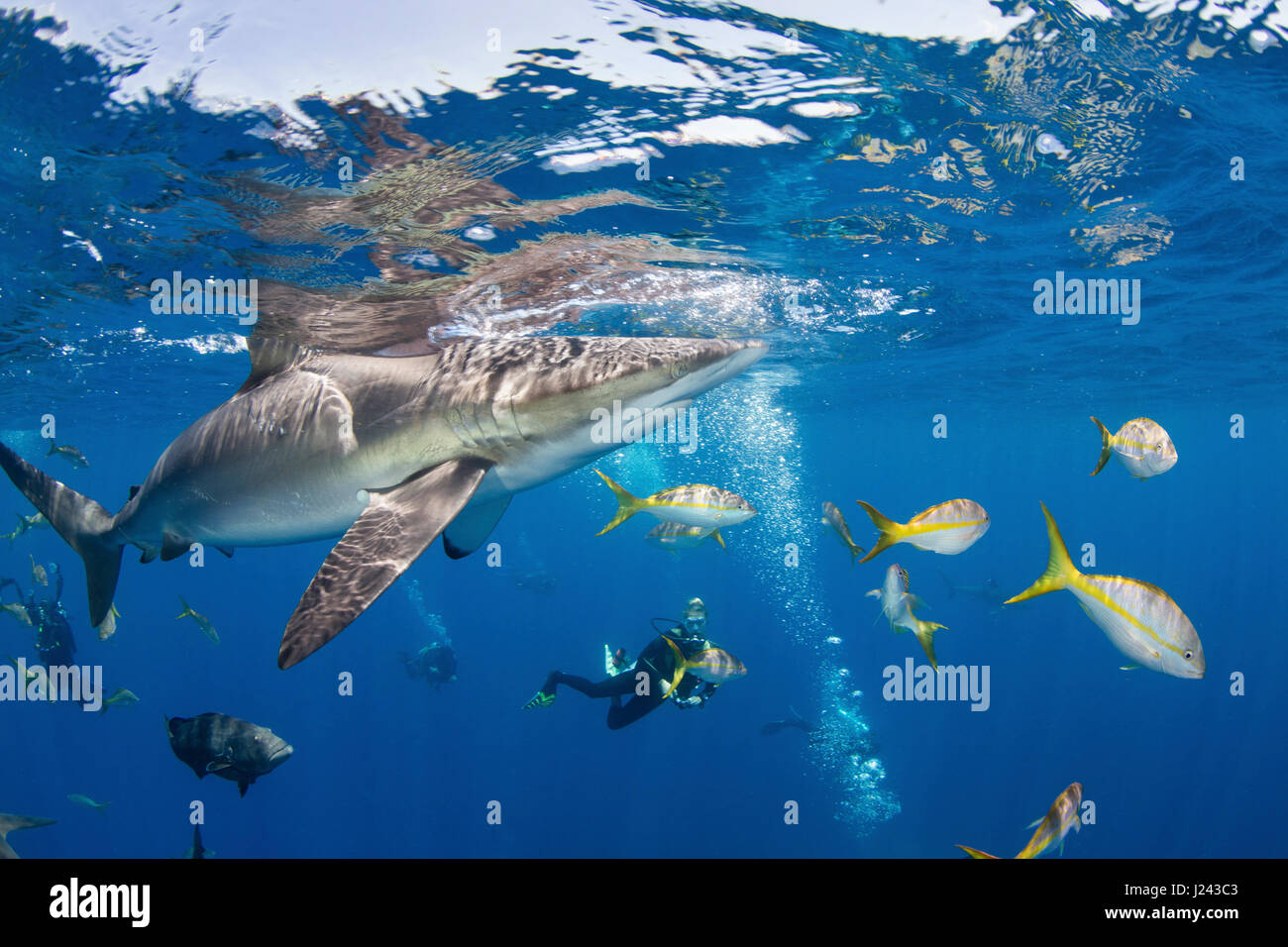 Fotógrafo submarino con tiburón sedoso. Foto de stock