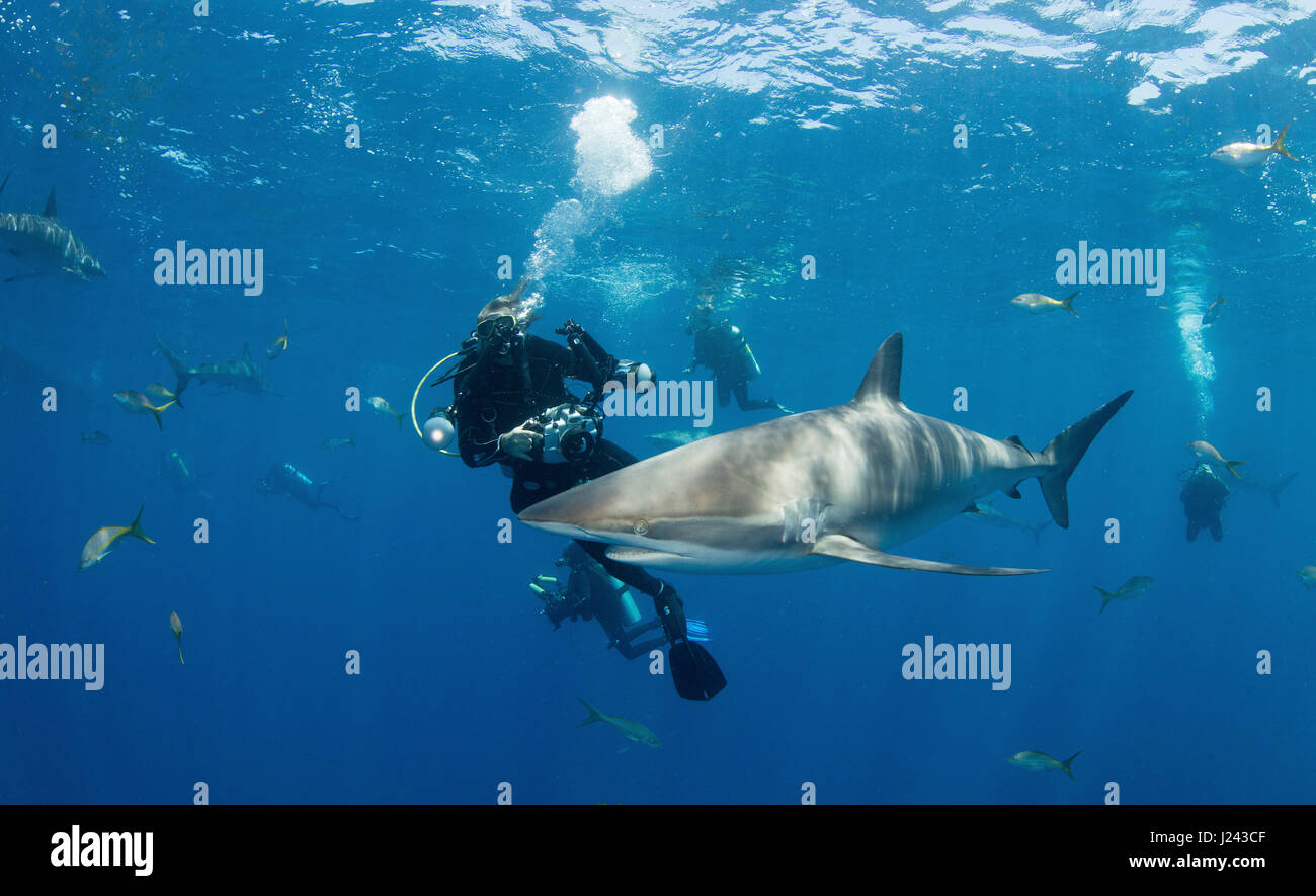 Fotógrafo submarino con tiburón sedoso. Foto de stock