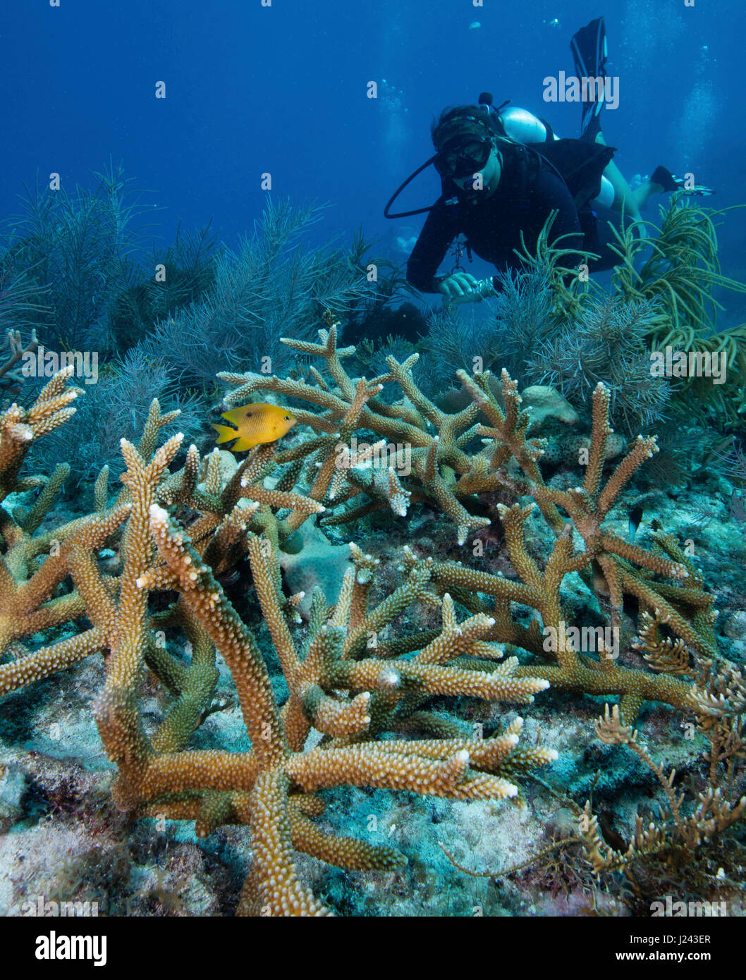 Escena con arrecifes de coral de cuerno de ciervo. Foto de stock