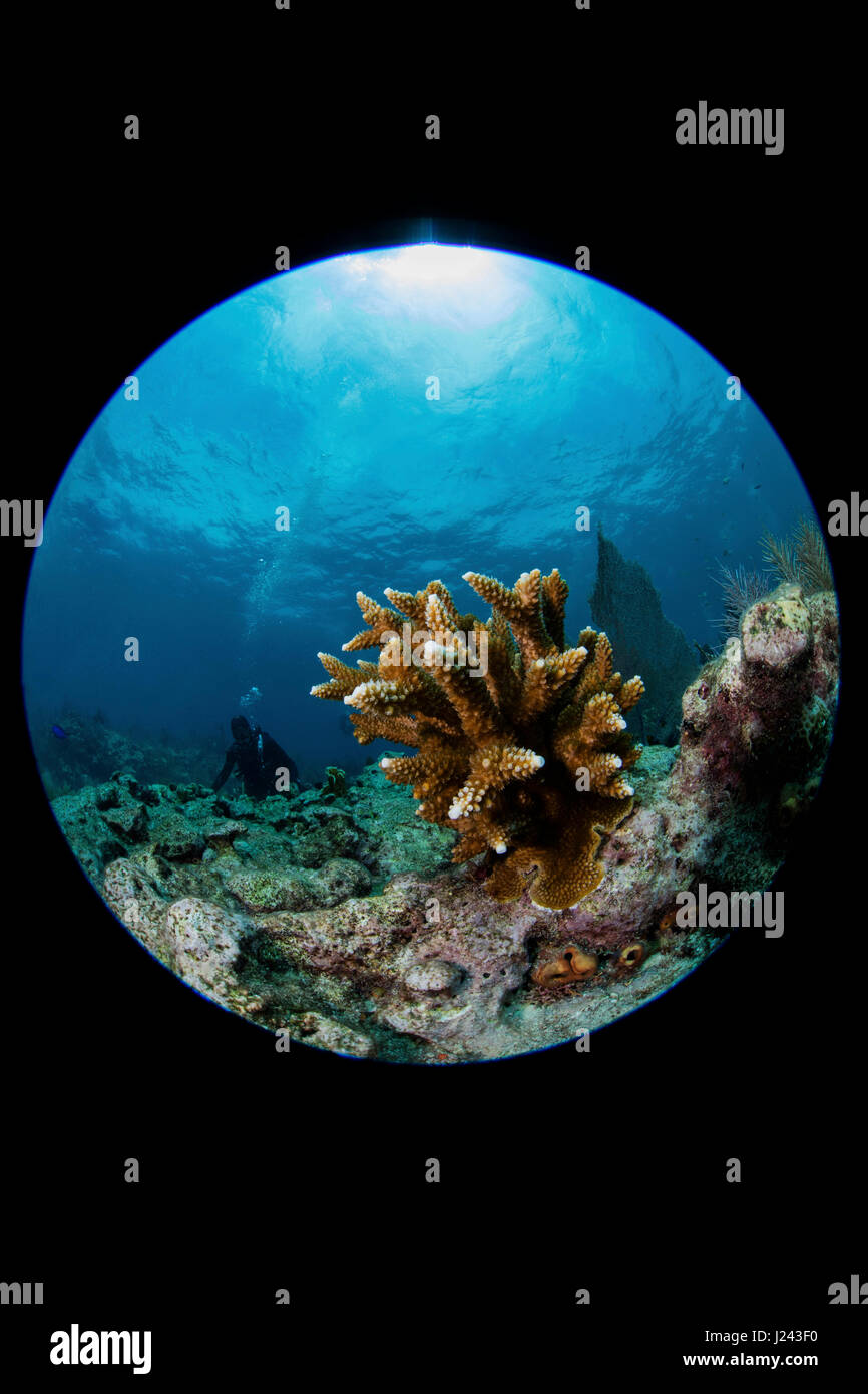 Escena con arrecifes de coral de cuerno de ciervo. Foto de stock