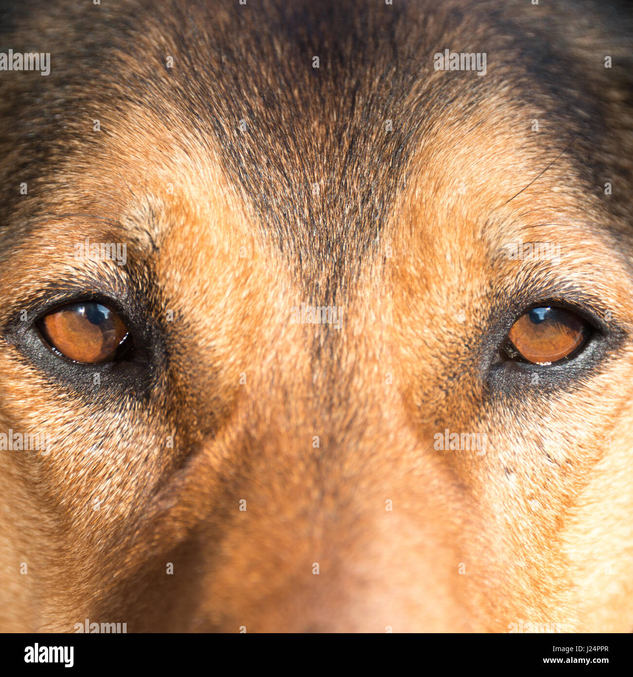 Retrato de un perro de caza - hermosa simetría de la cara, focu Foto de stock