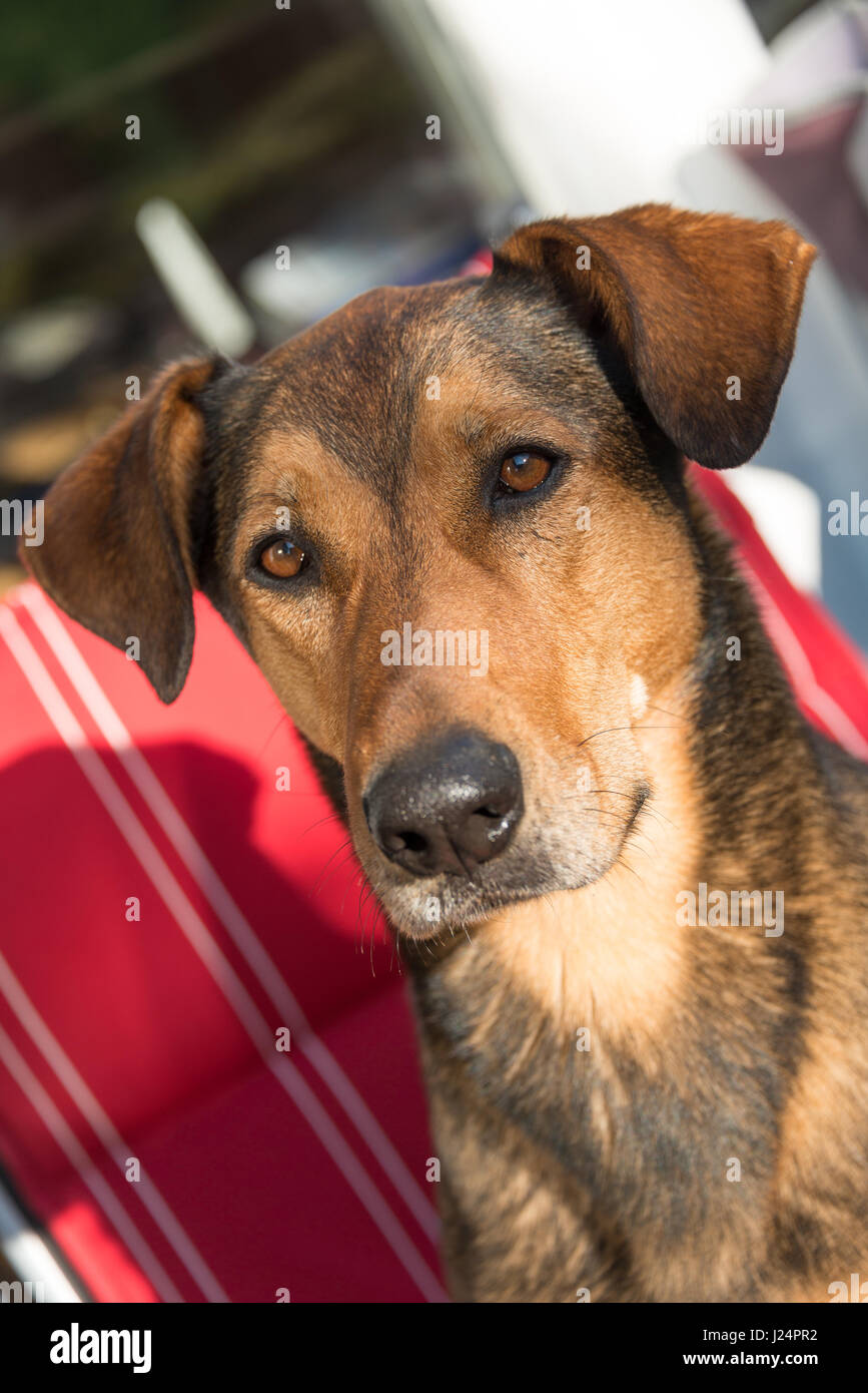 Retrato de un perro de caza - con antecedentes, selfmade homeside s Foto de stock