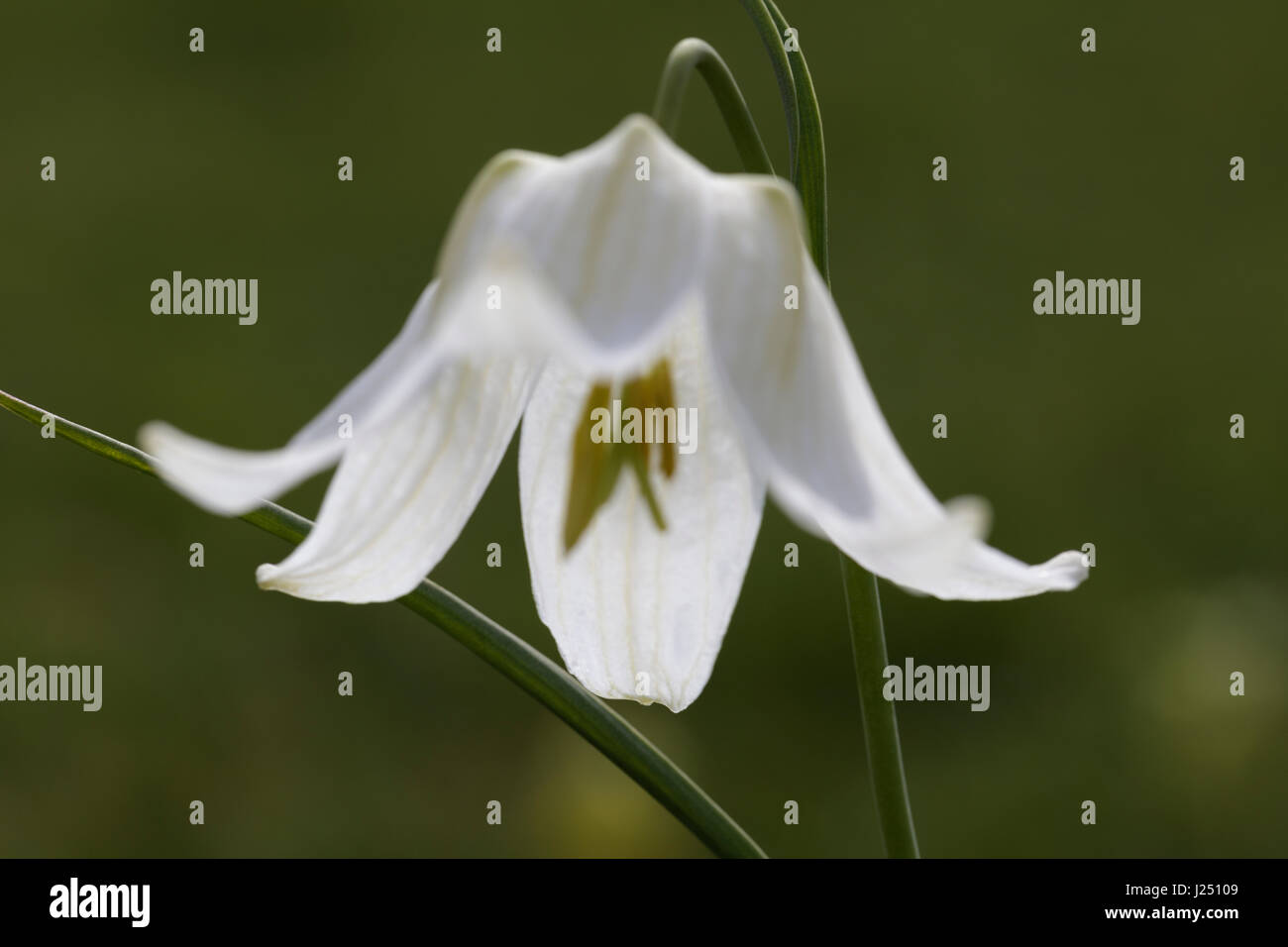 Cierre de una sola cabeza de serpiente blanca speyeria flor con los pétalos un tiro abierto en soft focus Foto de stock