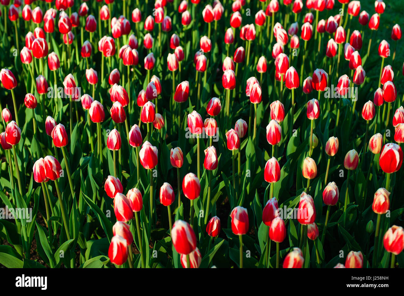 Tulipanes rojos, hierba verde Foto de stock