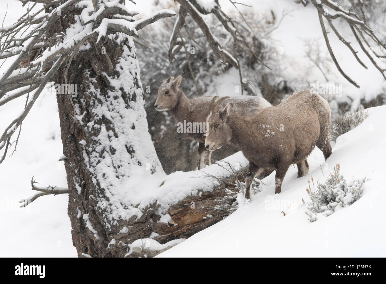 Rocky Mountain / Dickhornschaf borrego cimarrón (Ovis canadensis ), con hembras adultas yearling en la crudeza del invierno, las fuertes nevadas, Yellowstone, ESTADOS UNIDOS. Foto de stock