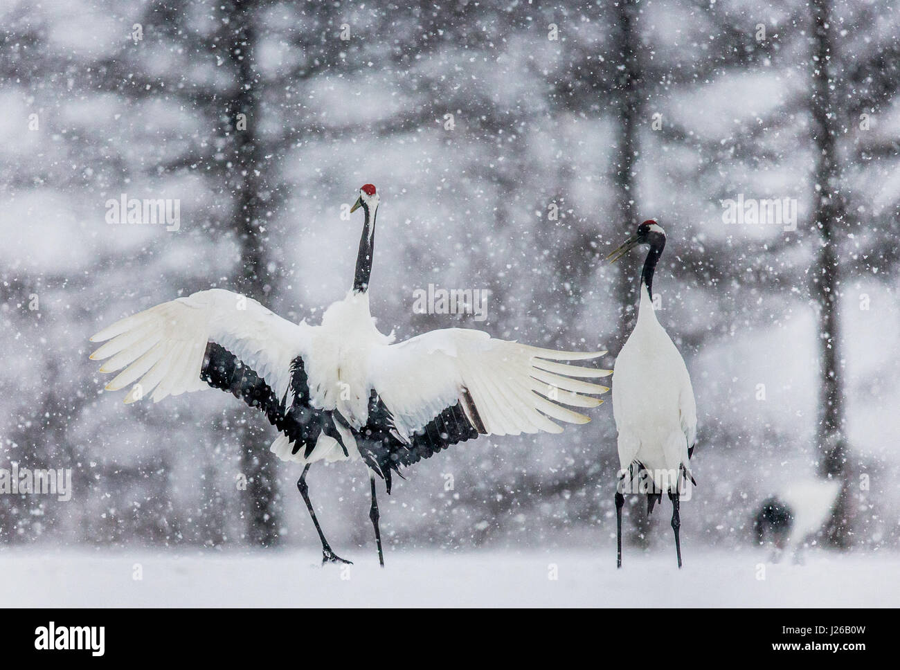 Dos grullas japonesas de pie en la nieve. El Japón. Hokkaido. Tsurui. Gran ilustración. Foto de stock