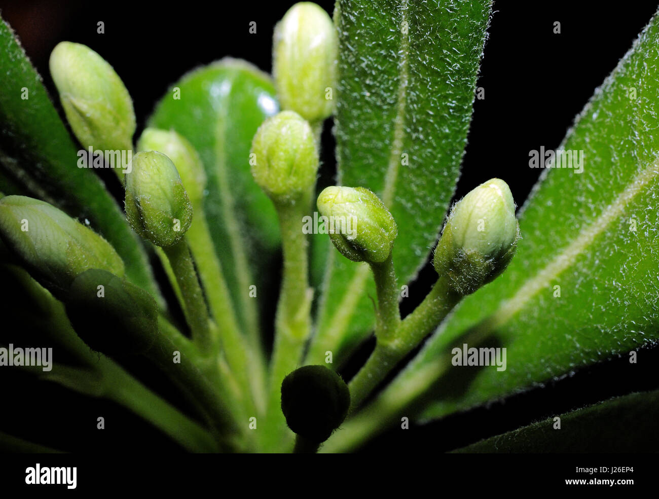 Las yemas de pittosporum (pittosporum tobira) Foto de stock