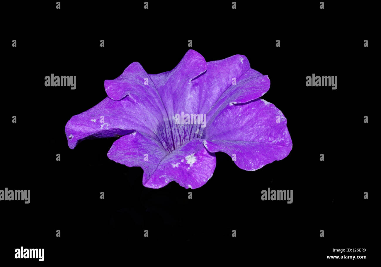 Petunia surfinia violeta Foto de stock