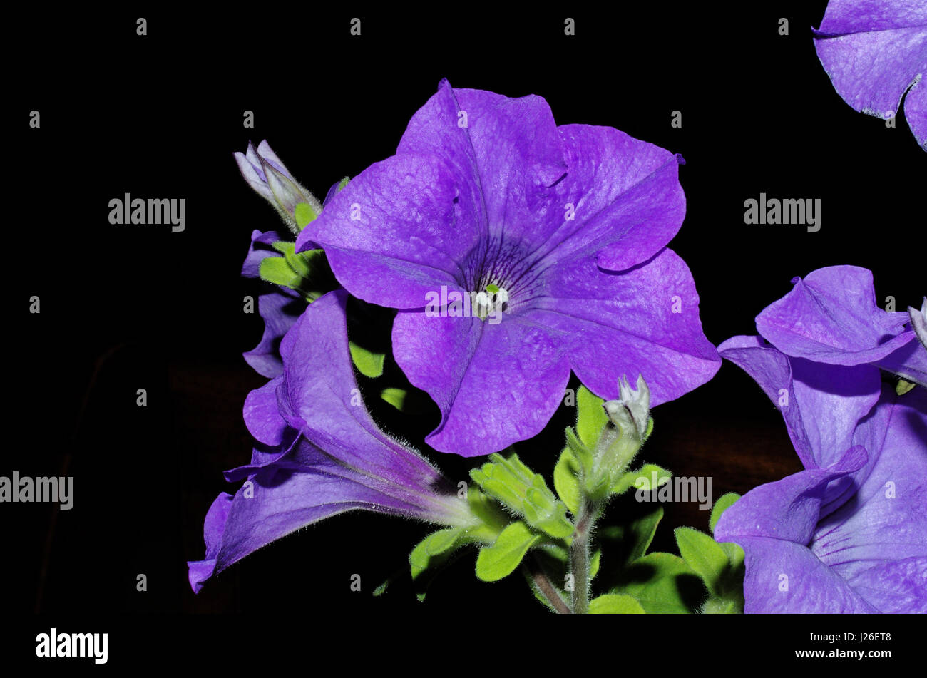 Petunia surfinia violeta Foto de stock