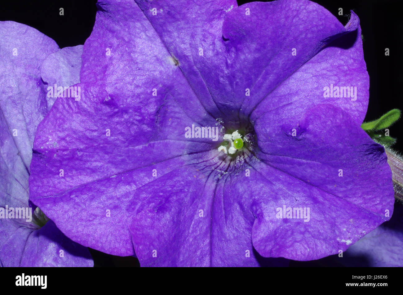 Petunia surfinia violeta Foto de stock