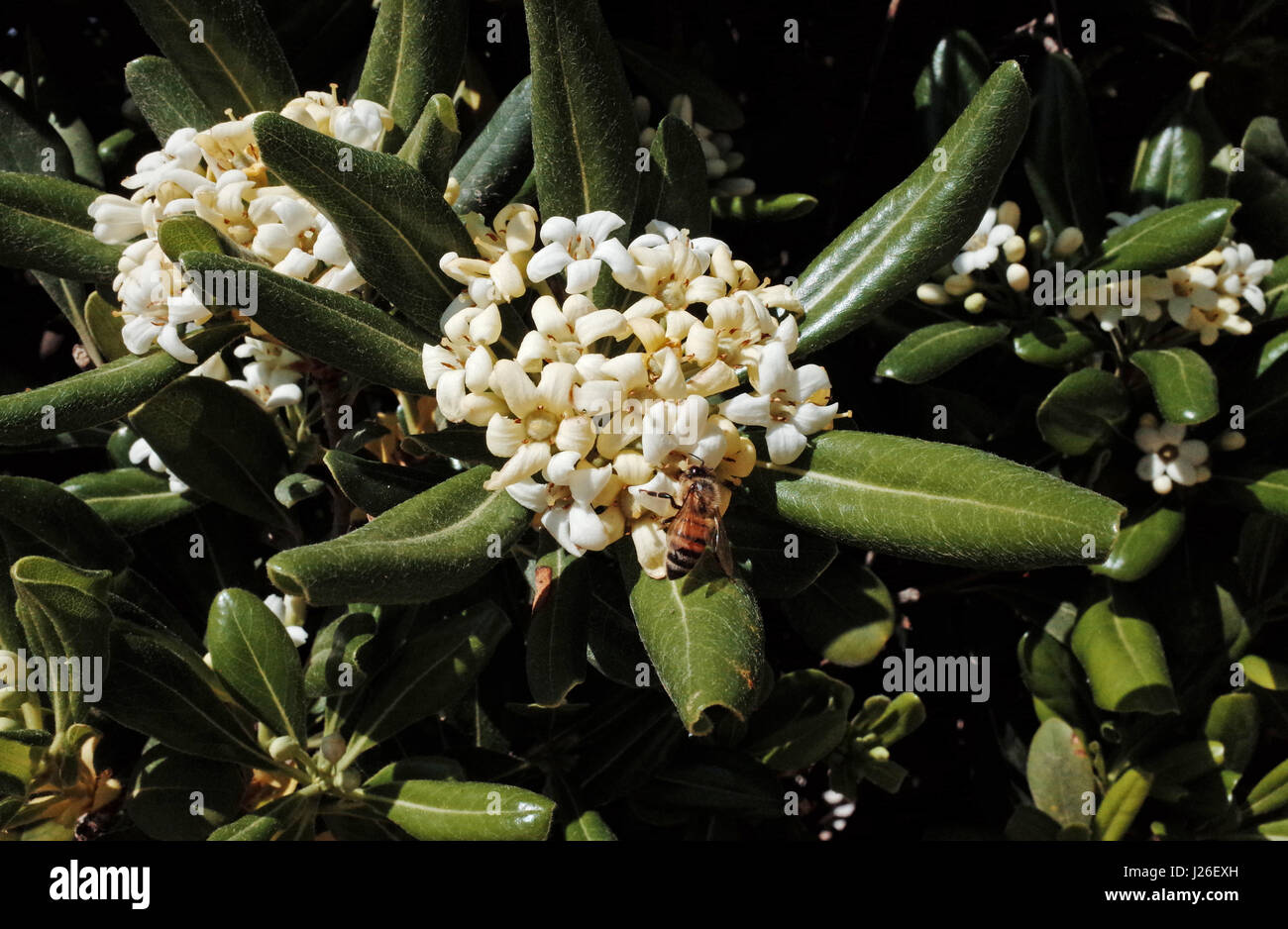 Flor de pittosporum con la celebración bee Foto de stock