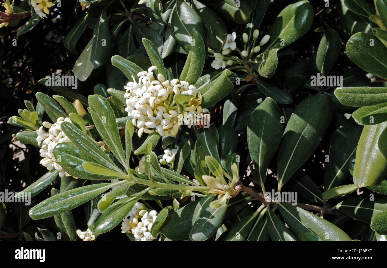 Flor de pittosporum con bee Foto de stock